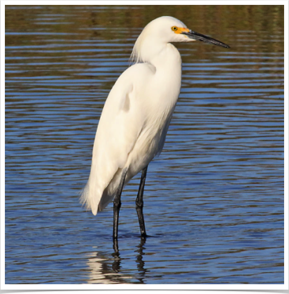 Snowy Egret